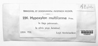 Hypoxylon multiforme image